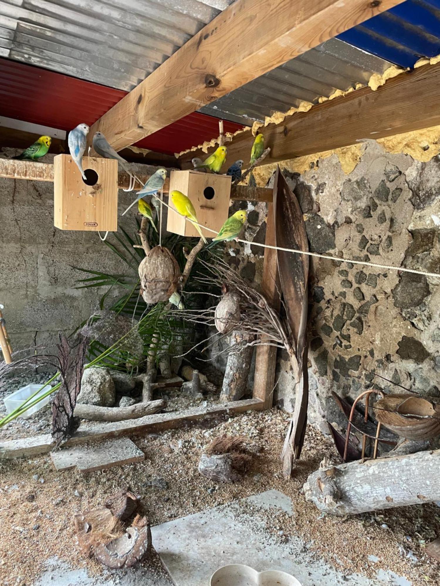 Hotel Les Hamacs Aux Saintes Terre-De-Haut Exteriér fotografie